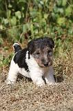 FOX TERRIER 062